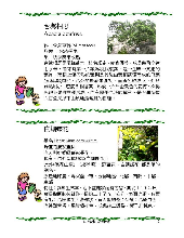 各種花詳細資料003.jpg