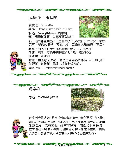 各種花詳細資料008.jpg