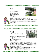 各種花詳細資料009.jpg