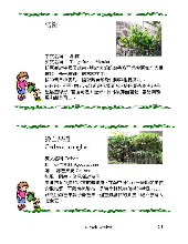 各種花詳細資料011.jpg