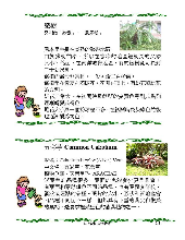 各種花詳細資料022.jpg